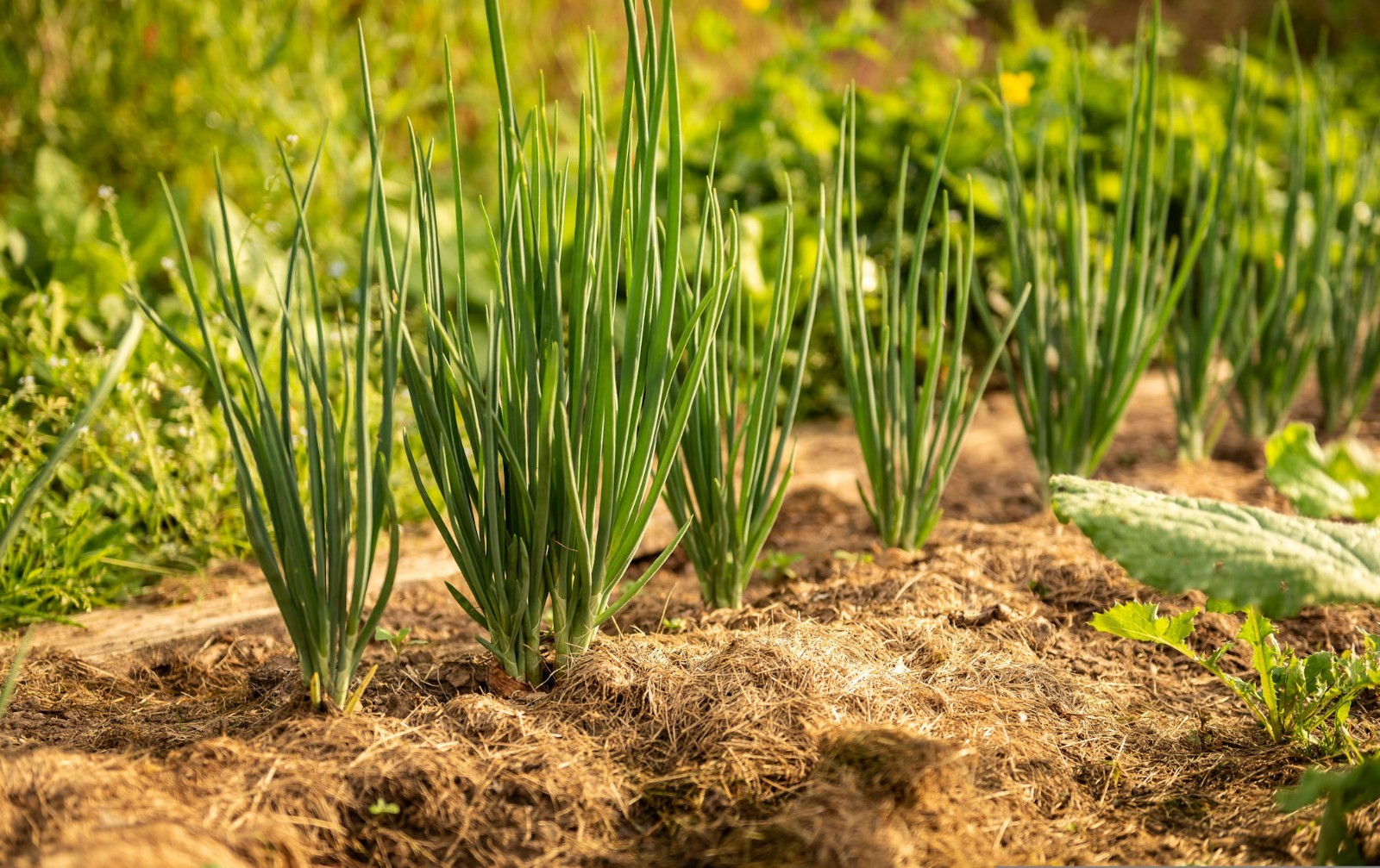 100 Warrior Bunching Onion Seeds! Gardeners Favorite!