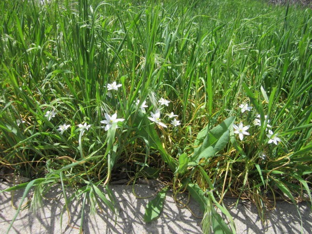Star of Bethlehem plant – ornamental flower – 100 bulbs