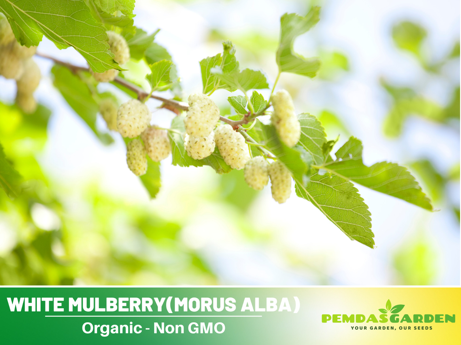 55 Seeds| White Mulberry Fruit Seeds #6032