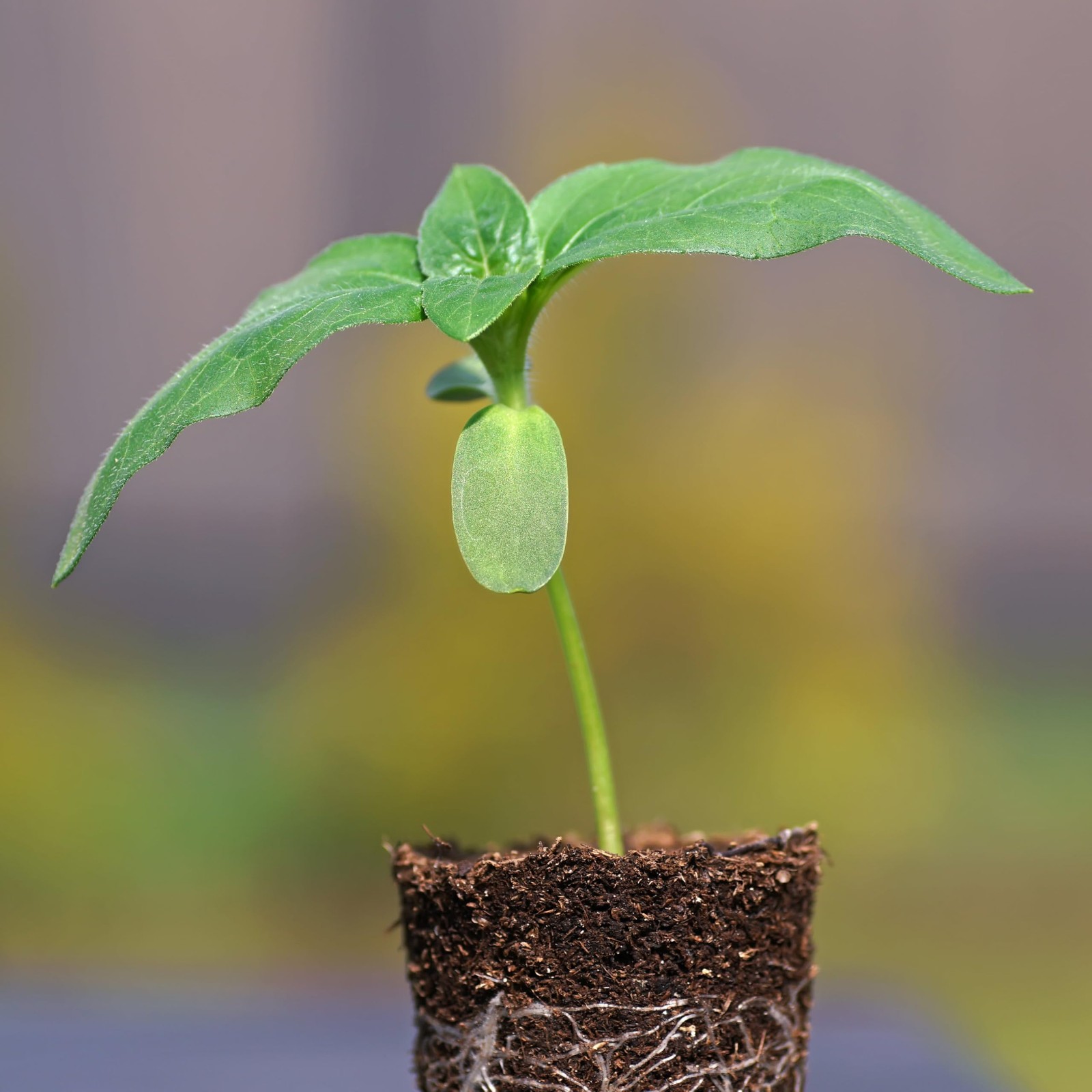Needs Sunflower Seeds to Plant 600+ Mammoth Grey Stripe Seeds | Heirloom Heli…