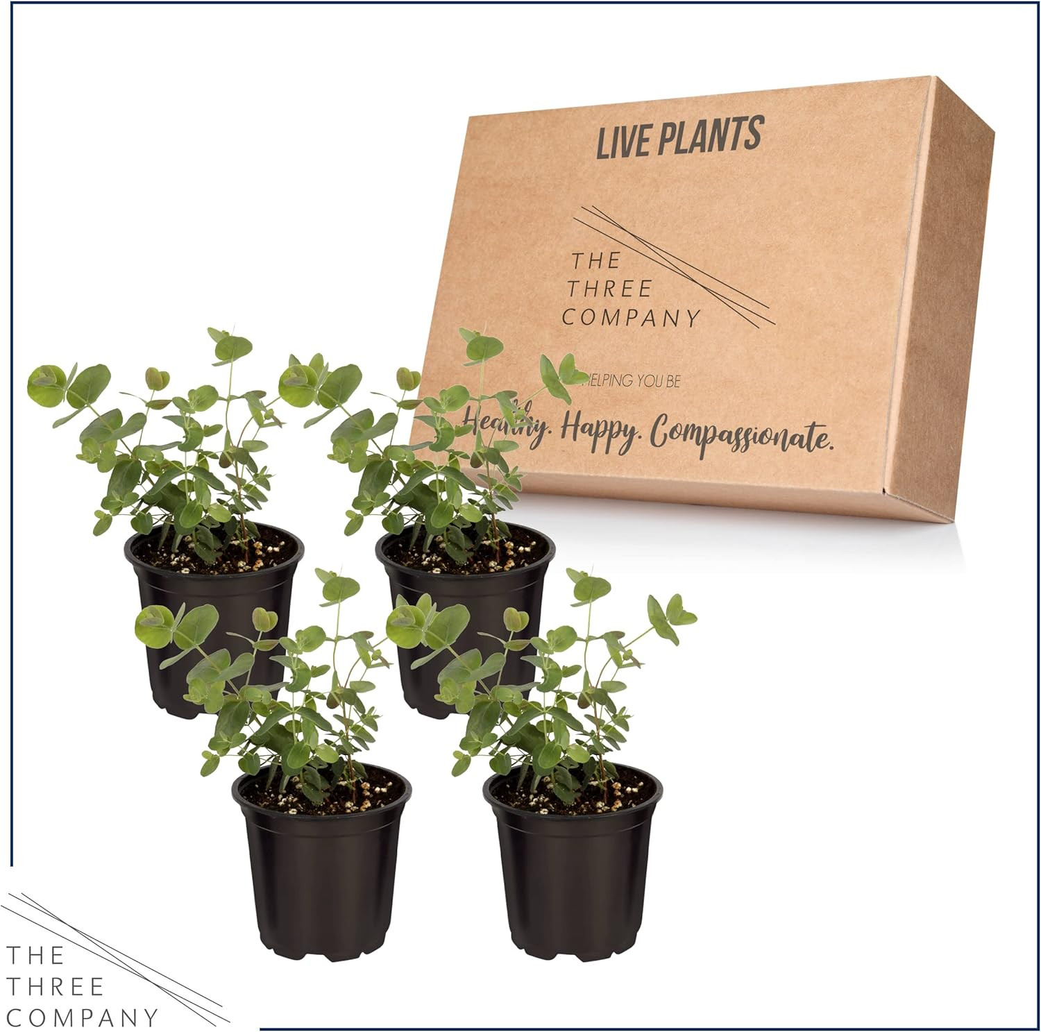 Live Eucalyptus (4 per Pack) – Aromatic and Health Enhancer, Natural Air Purifie