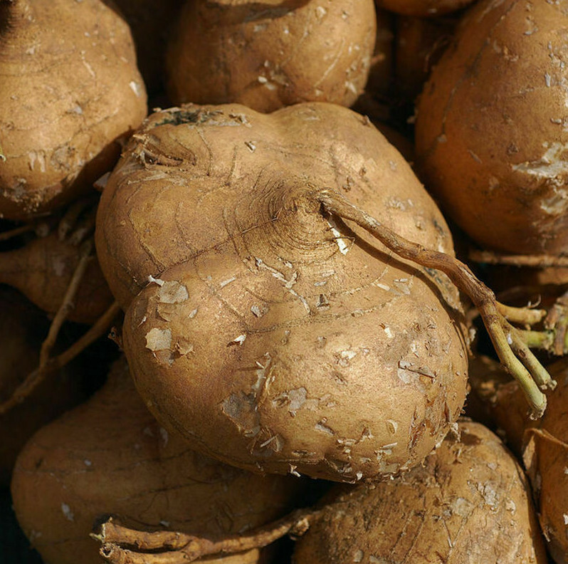 Jicama Seeds |True Mexican Yam Bean Turnip Potato USA Garden Vegetable Seed 2024