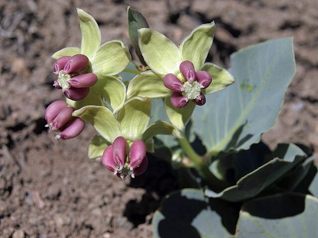 Asclepias cryptoceras | Pallid Milkweed | 5 Seeds