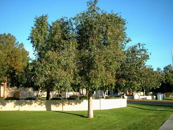 10 Kurrajong Bottle Tree Brachychiton Populneus Seeds Organic