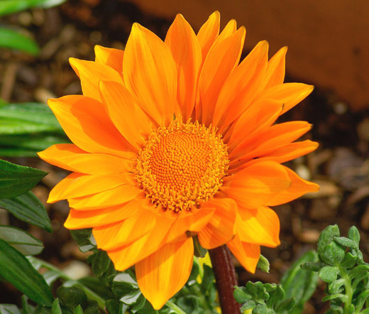 GAZANIA GARDEN LEADER ORANGE Gazania Rigens – 100 Bulk Seeds