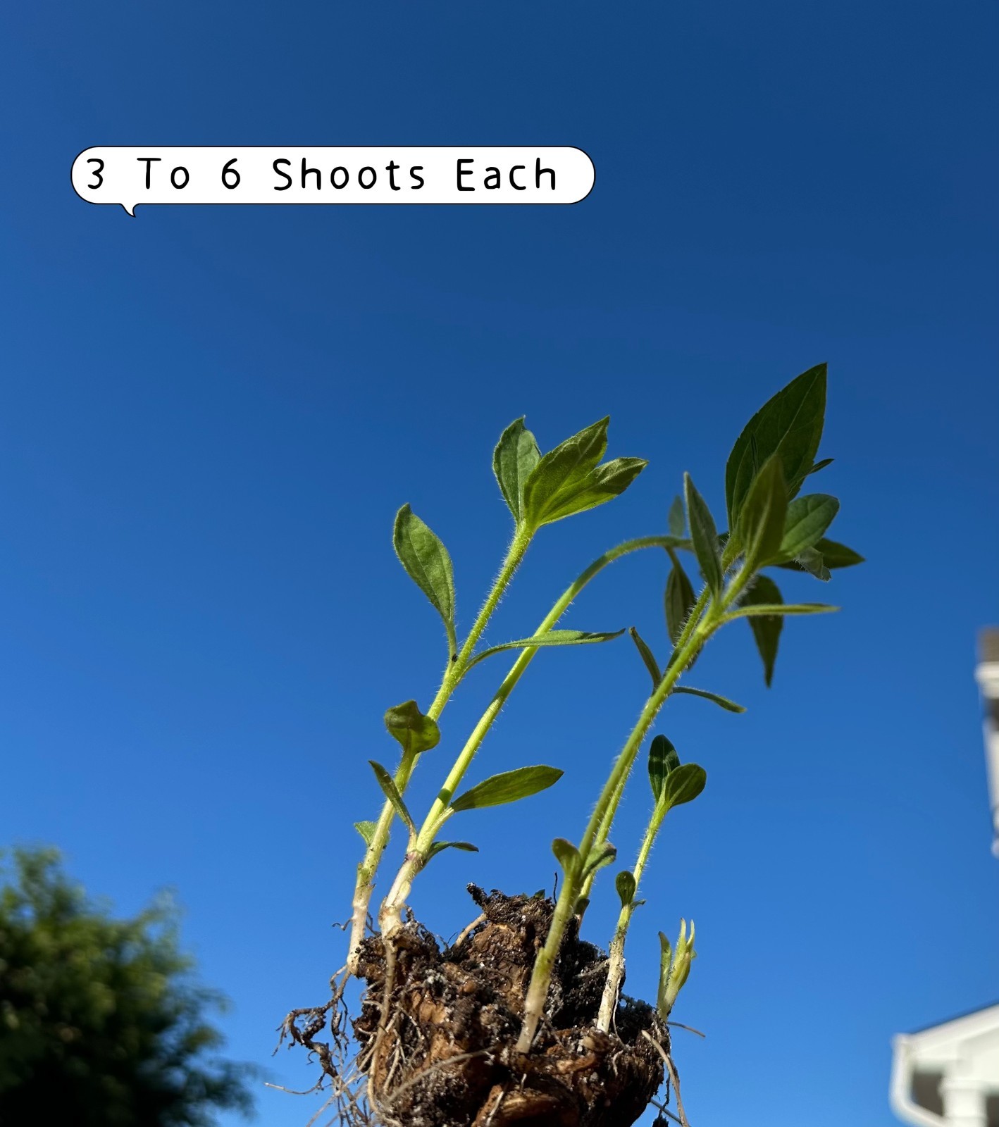 4lbs Jerusalem Artichokes AKA Sunchokes; Sunroot; Wild Sunflower