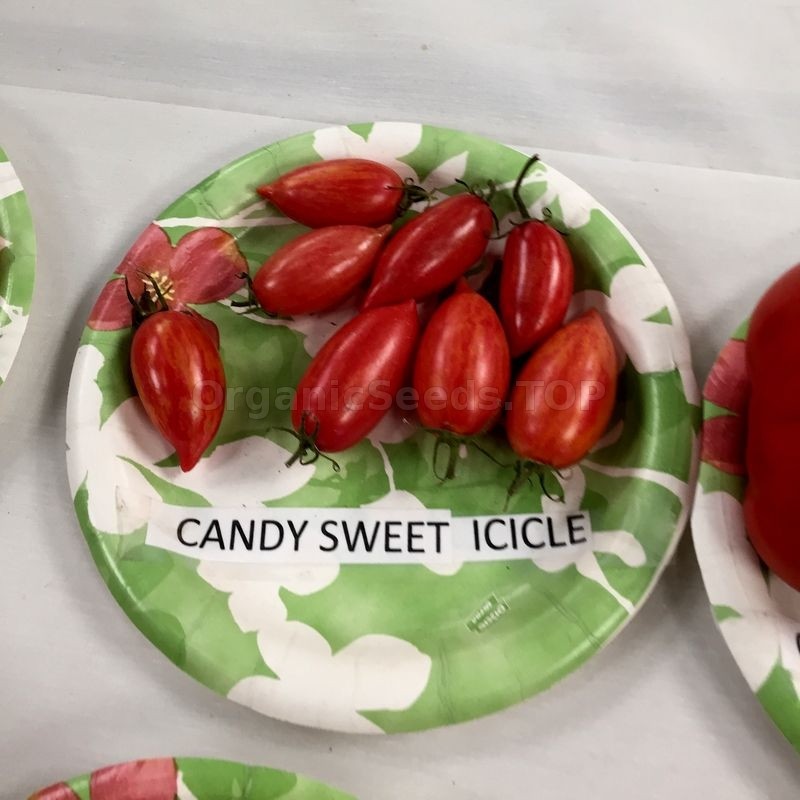10 seeds Candy Sweet Icicle Tomato Large Cherry Rare Variety Indeterminate