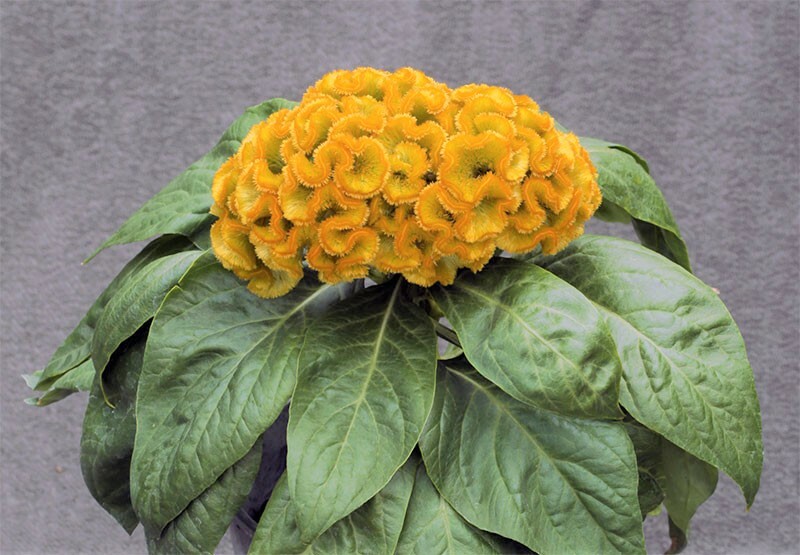 Celosia Argentea Cristata Yellow 50-100+ Seeds, Edible Cockscomb Heirloom Flower