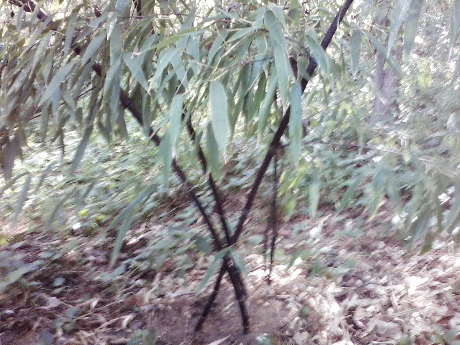 1 foot Phyllostachys nigra BLACK BAMBOO PLANT RHIZOME