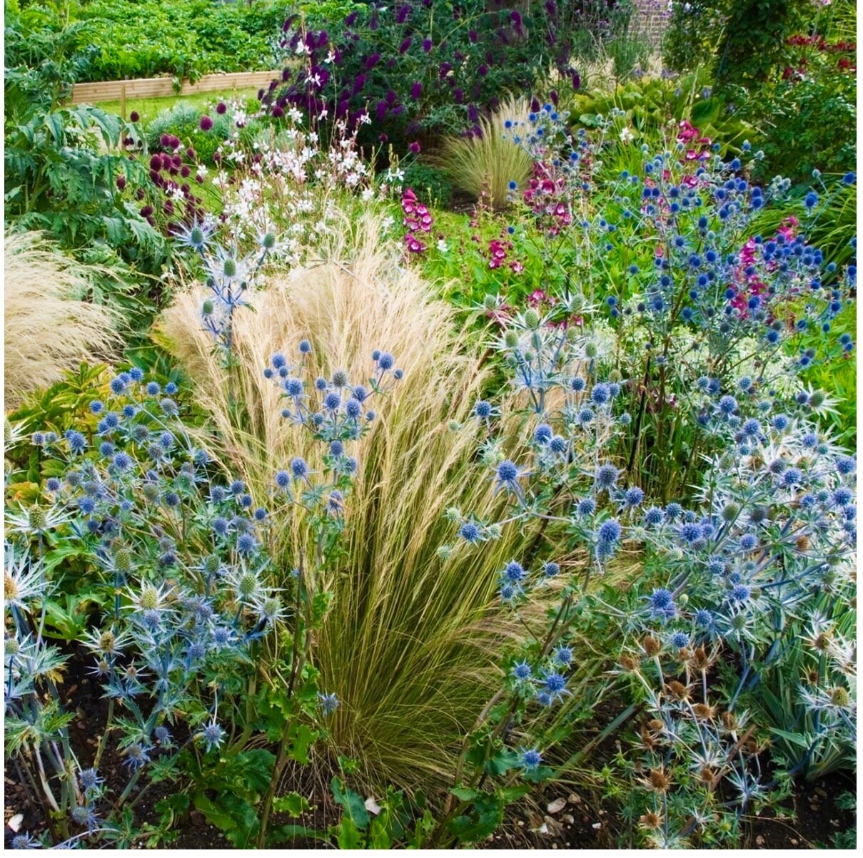 20 Flax Blue Sea Holly Dormant seeds for spring summer Blue colorful fast growi