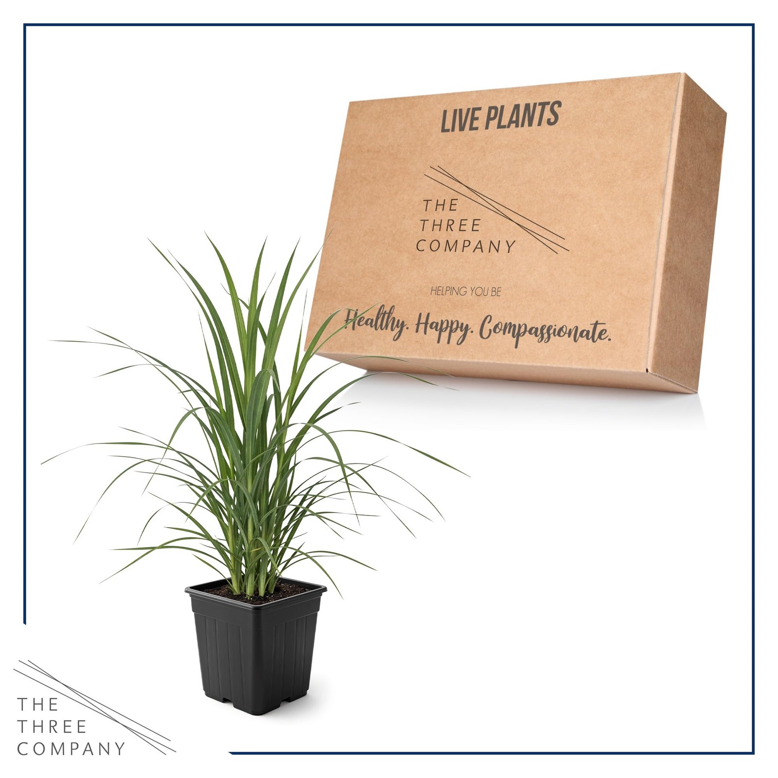 Pink Pampas Grass 10″ Tall Perennial Accent Plant in 1.5 Qt Pot