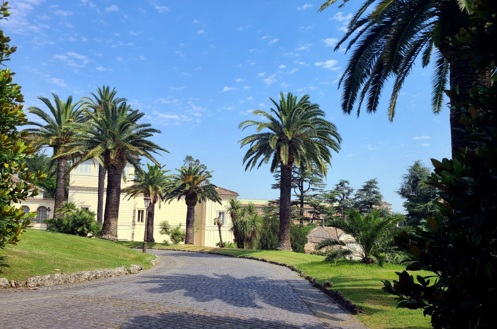10 CANARY ISLAND DATE PALM Tree Seeds (Phoenix Canariensis) Hardy Fruit Plant