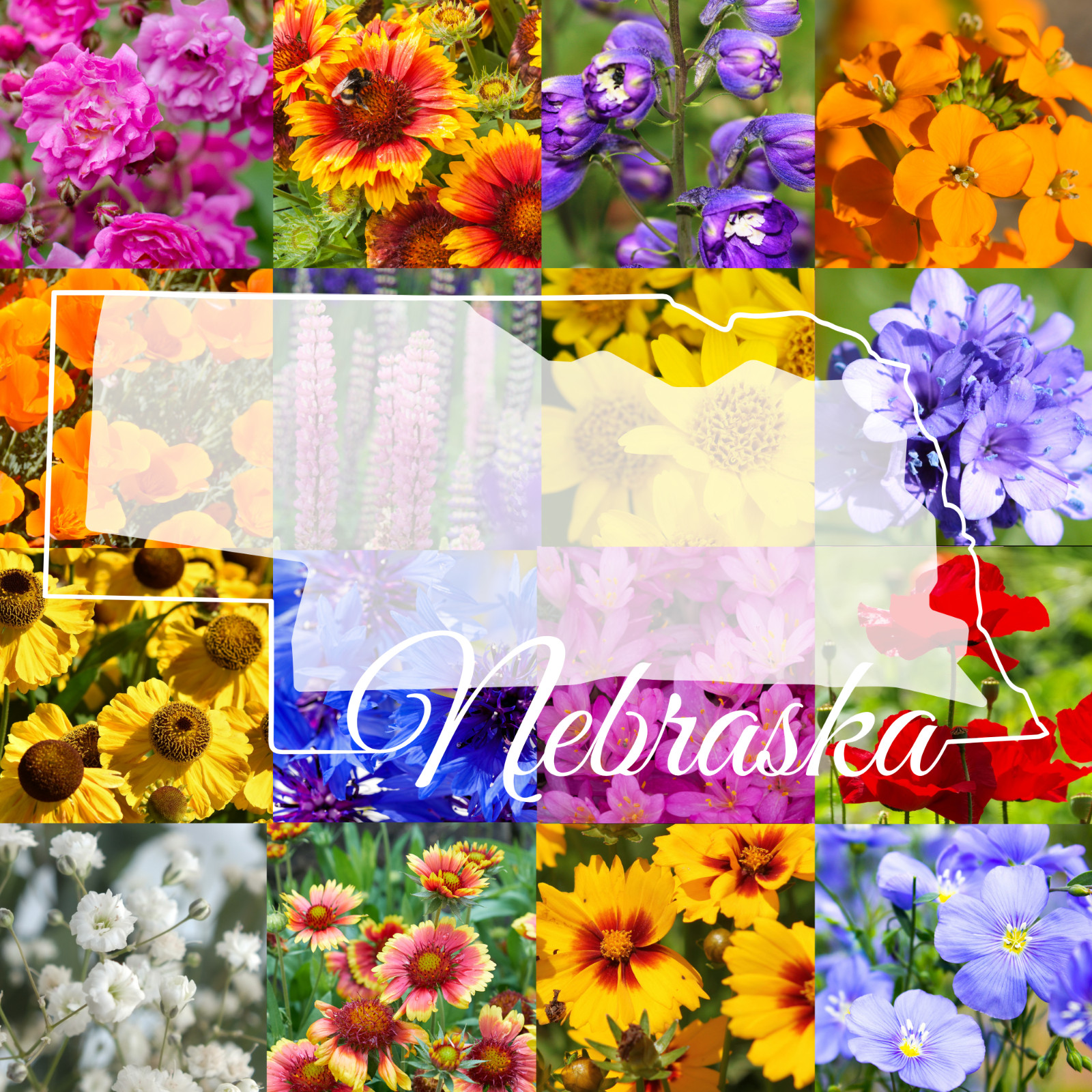 1 Pound Western Nebraska Bulk Wildflower Seed Mix 1lb Covers 3,200sq-ft