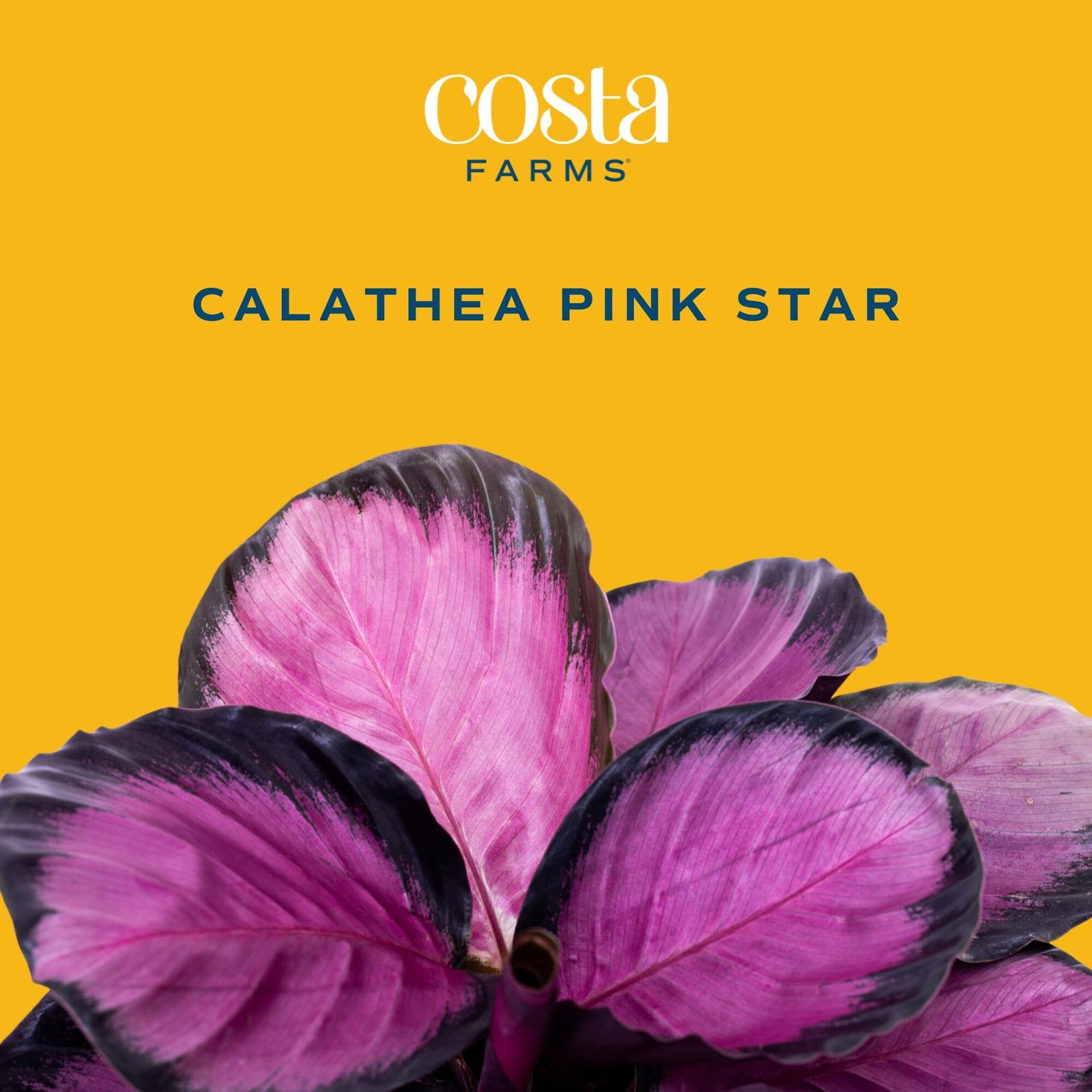 Calathea Pink Star Live Plant in Decorative Pot, Indoor Houseplant, Perfect f…