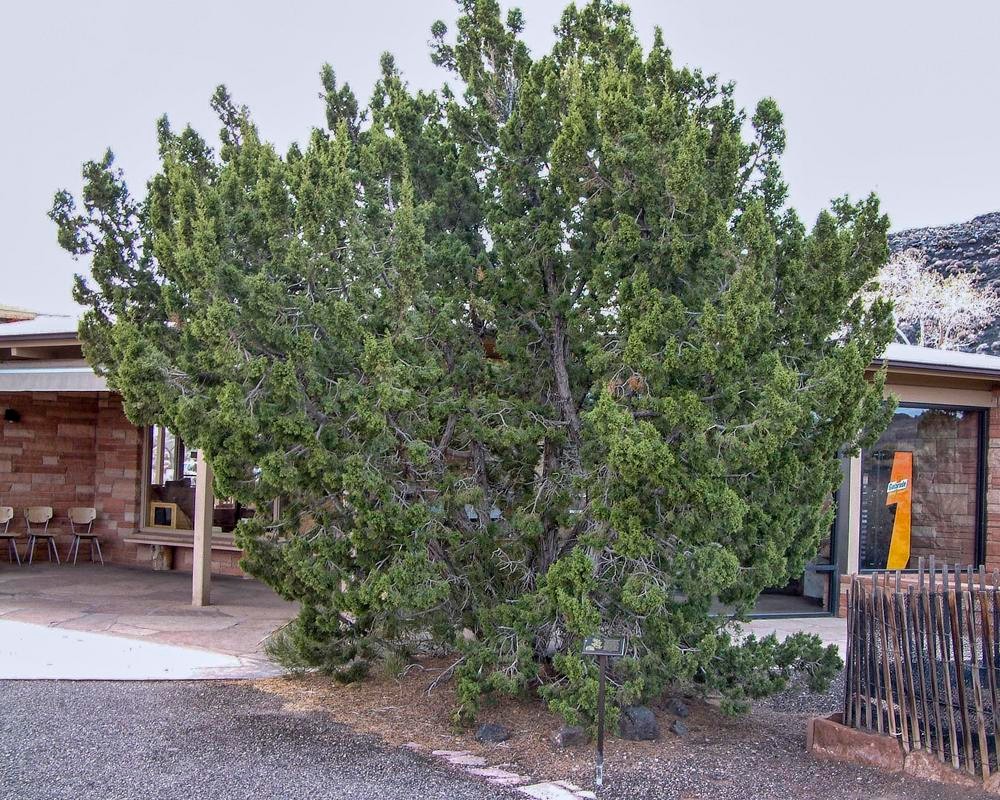 Juniperus Monosperma 10 Seeds Free Shipping!