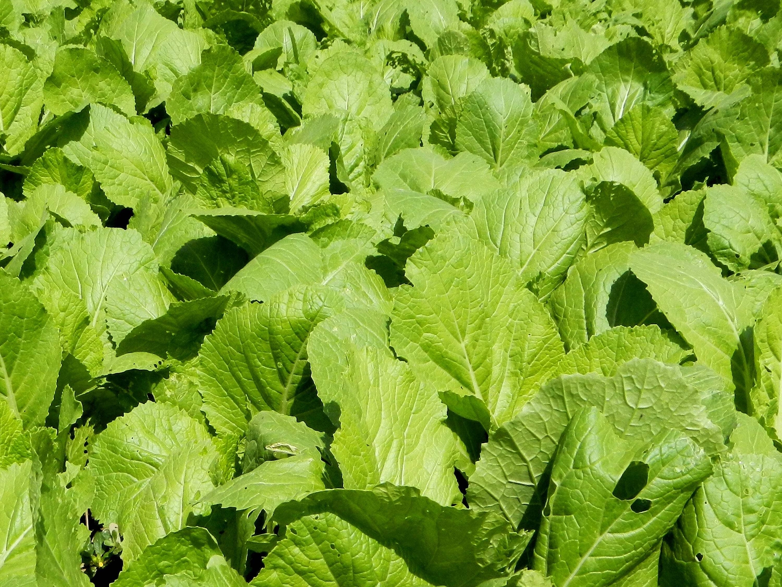 1000 BROWN MUSTARD Brassica Juncea Vegetable Herb Seeds *Flat S/H