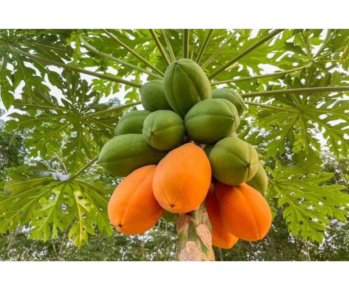 🌴Hawaiian ❗️Dwarf Solo Waimanalo Papaya Seeds 10ct Fast Fruit Houseplant