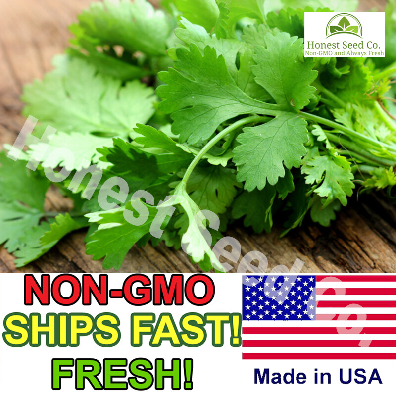 150+ ORGANIC Slow Bolt Cilantro Seeds | Non-GMO | Fresh Garden Seeds USA Farms