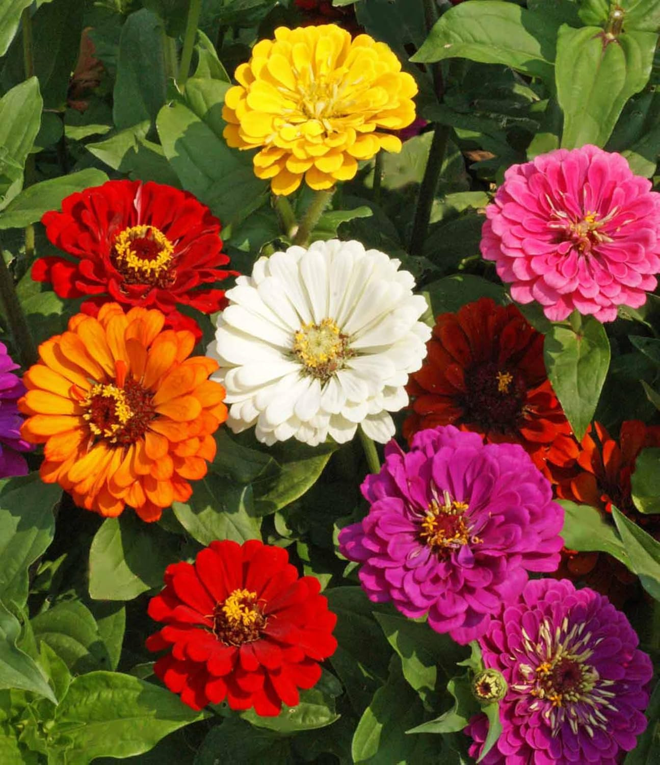 Zinnia California Giant Mix Nice Garden Flower by Bulk 5,000 Seeds