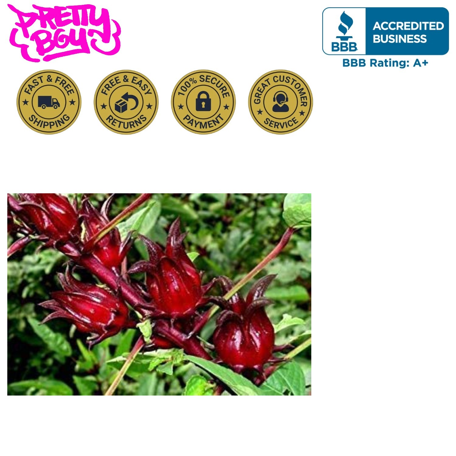 50 Jamaican Sorrel Seeds – Florida Cranberry & Indian Roselle Variety