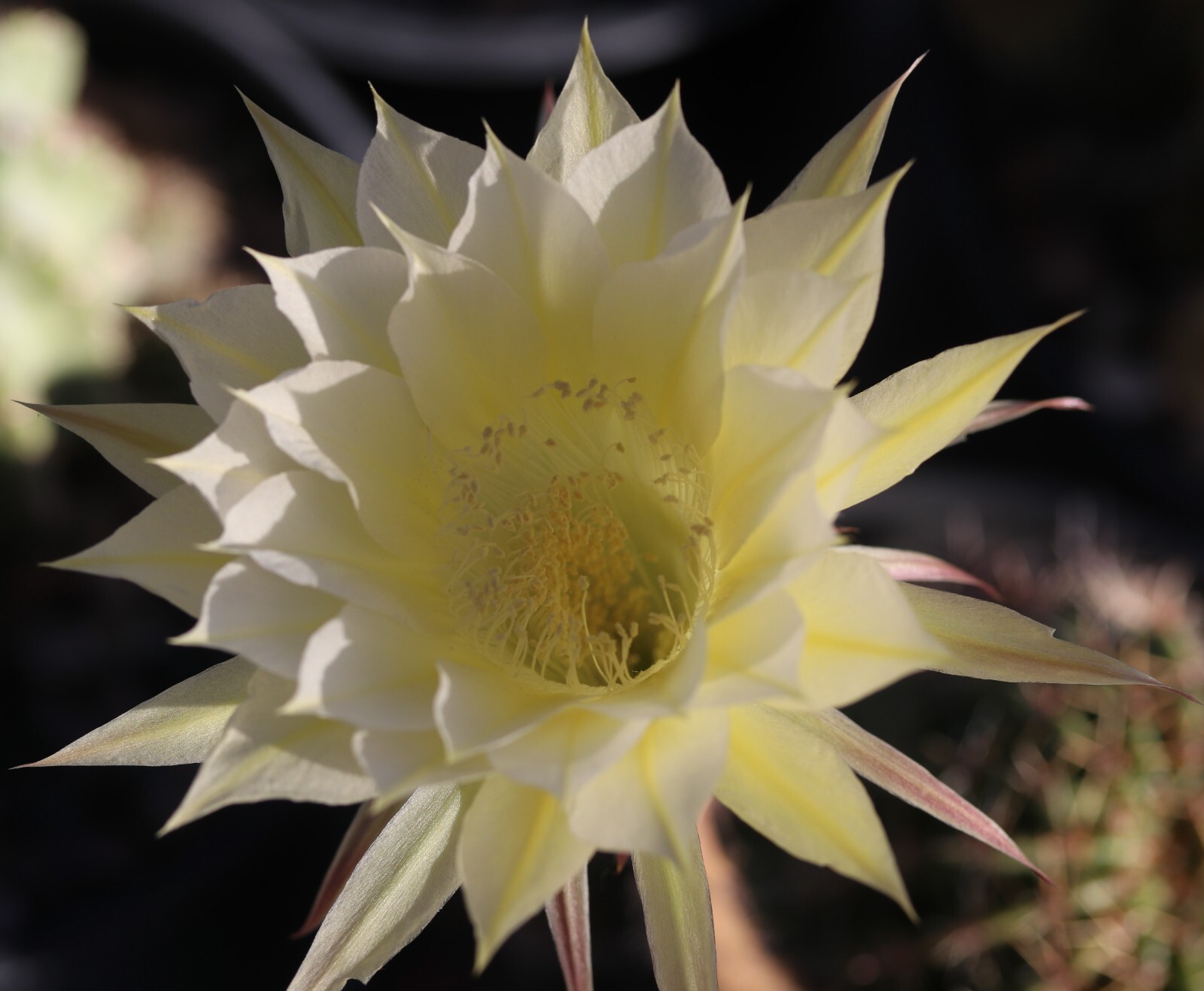 Echinopsis hybrid ‘Devon Cream’