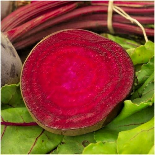 101+ BULLS BLOOD BEET Seeds Heirloom Vegetable Garden Patio Container Fast Easy