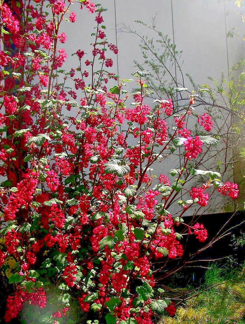 red flowering currant 500 seeds, tasty edible berries ribes sanguineum