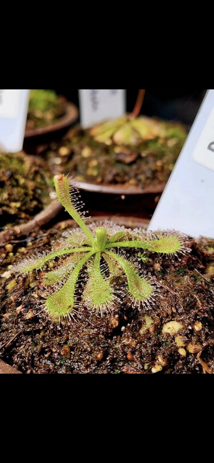 CARNIVOROUS PLANT 4 PACK- LIVE- USI (Sundews And Bladderworts)