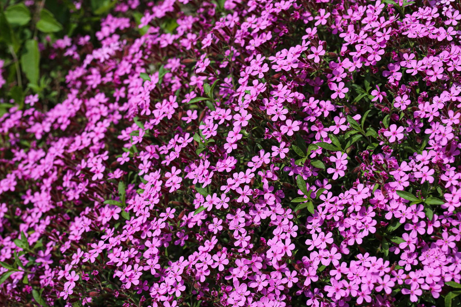 500 PINK ROCK SOAPWORT Saponaria Ocymoides Flower Seeds