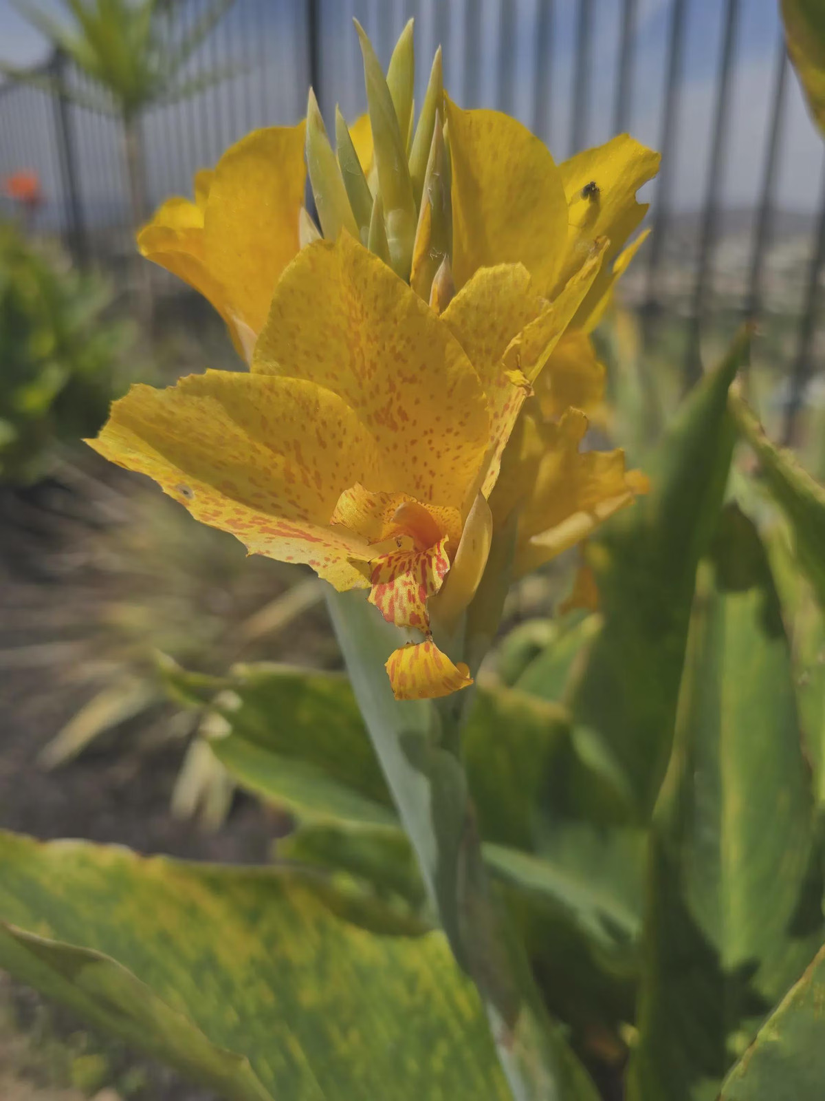 Golden Lucifer Rhizomes: Yellow, Red Speckled Blooms – 3-Rhizomes