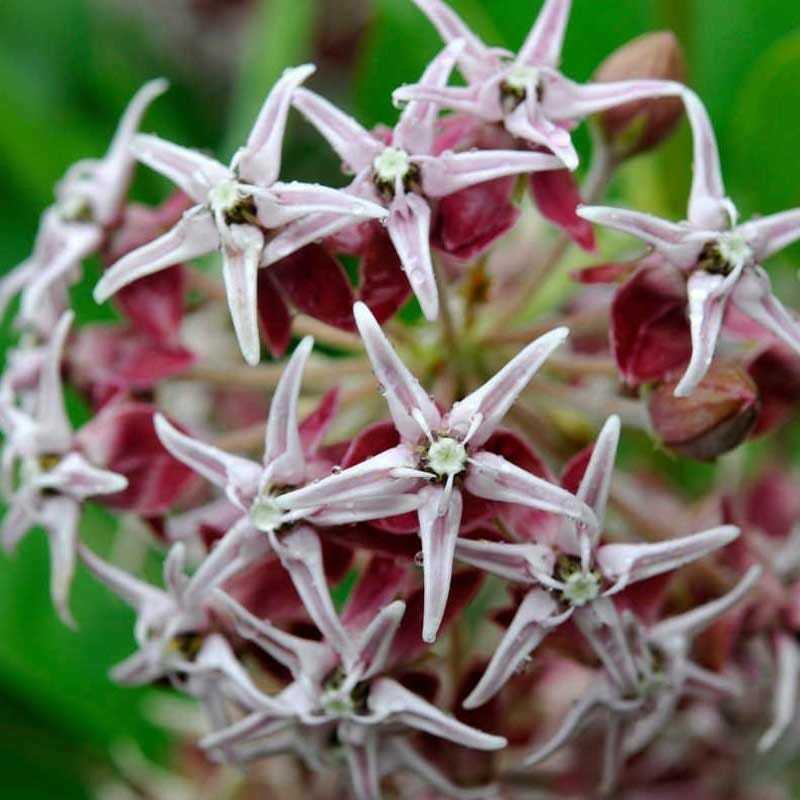 Milkweed SHOWY Perennial Asclepias Monarch Butterfly Host Plant 50 Seeds!