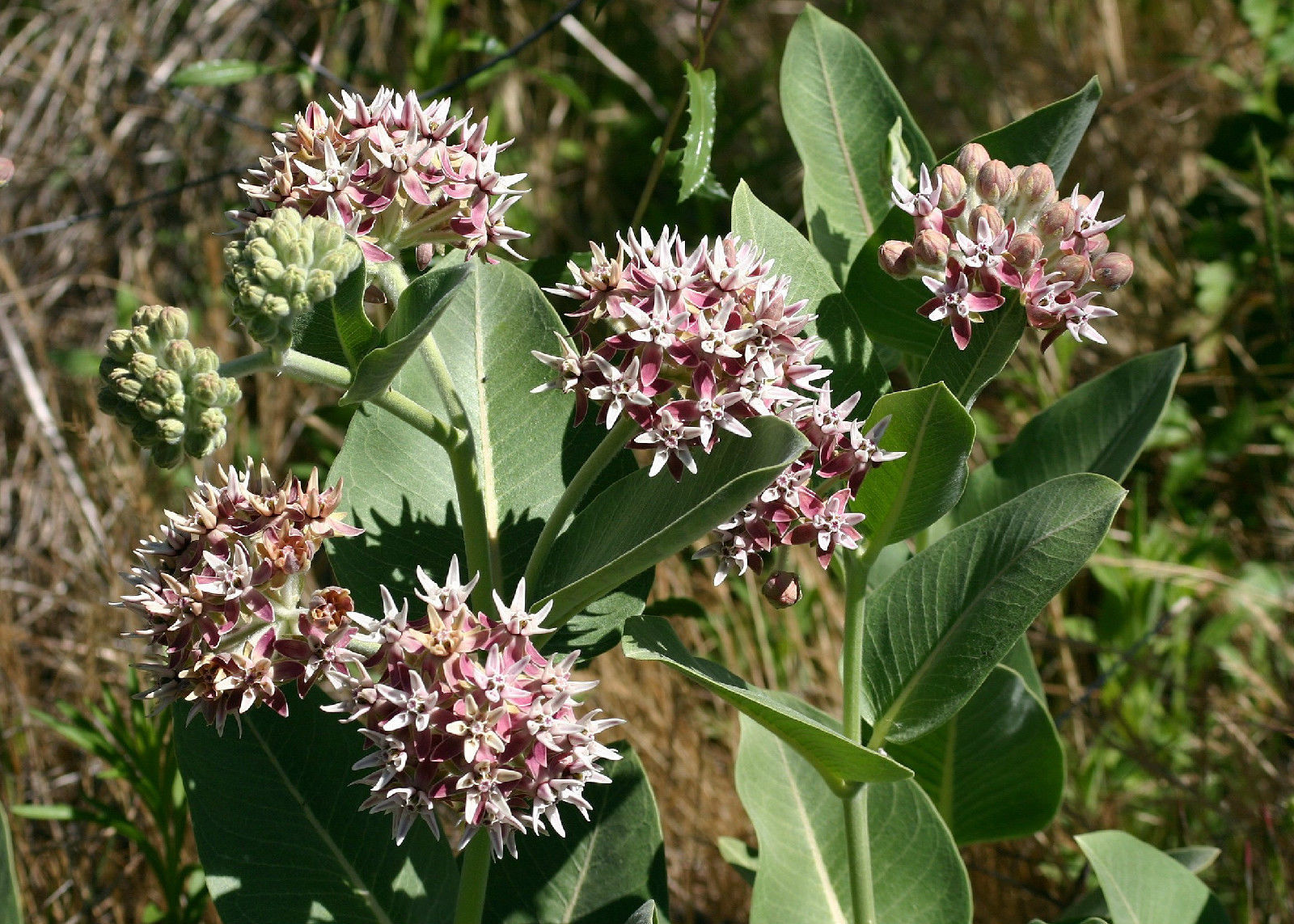 milkweed, SHOWY PINK flower, for butterflies, 60 seeds! GroCo BUY 10=SHIPS FREE