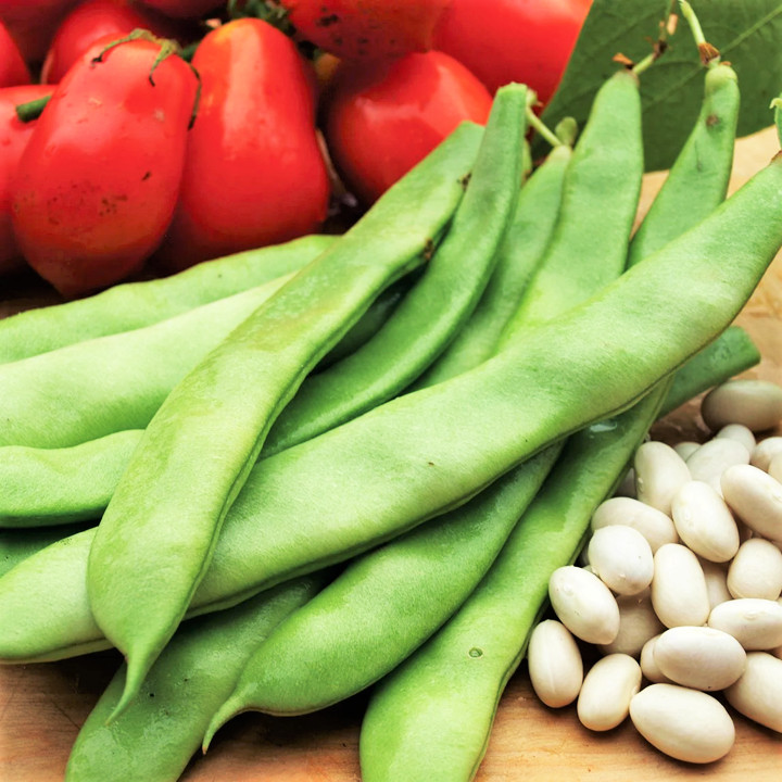 Roma II Romano Bean Seeds | Italian Roma 2 Bush Beans Green Heirloom Seed 2024