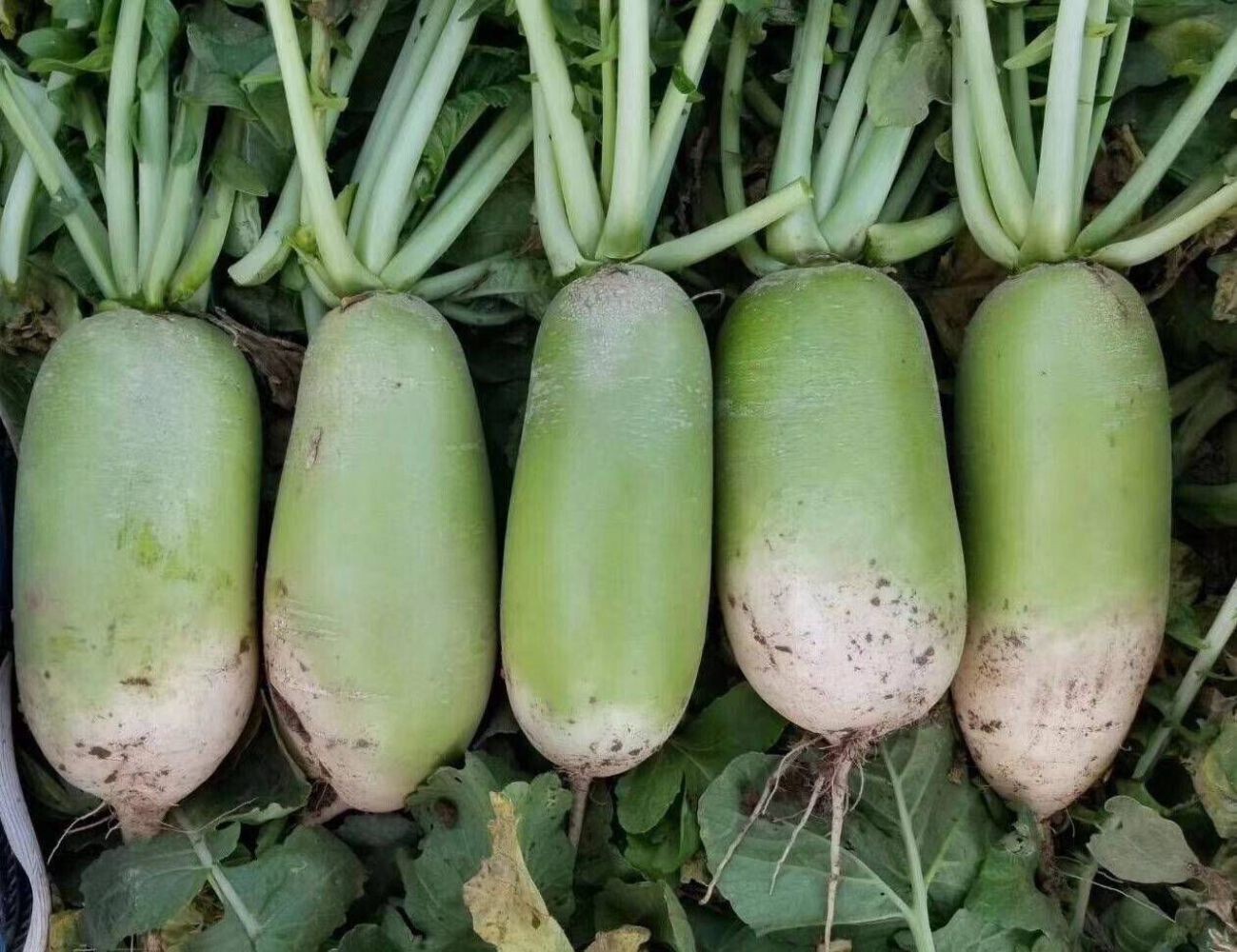 Chinese Green Radish Seeds Sweet Crisp Non-GMO Easy Grow High Yield