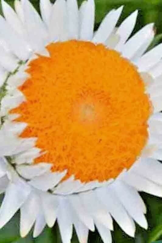 STRAWFLOWER 50 SEEDS SPRING MIX DAISY PERENNIAL RARE DROUGHT HEAT TOLERANT USA