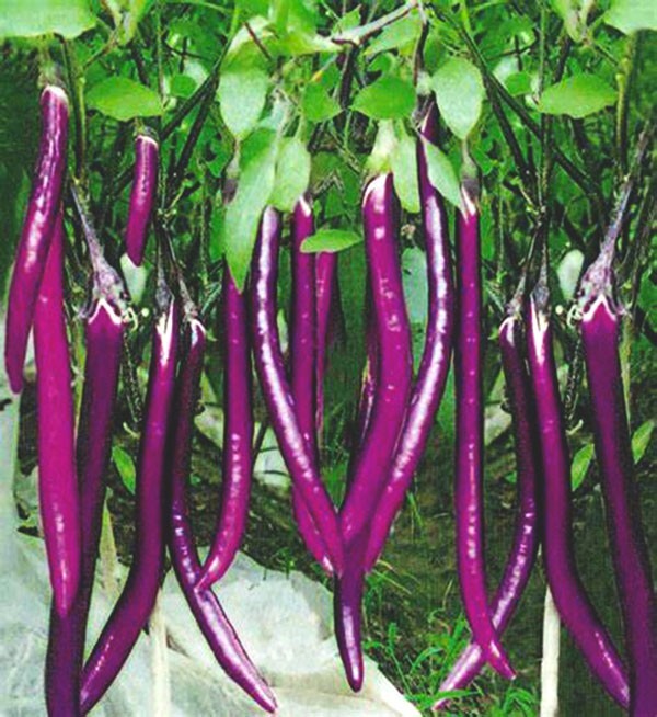 200+ Chinese Long Purple Eggplant Vegetable Seeds 中国杭茄一号 2023NEW!