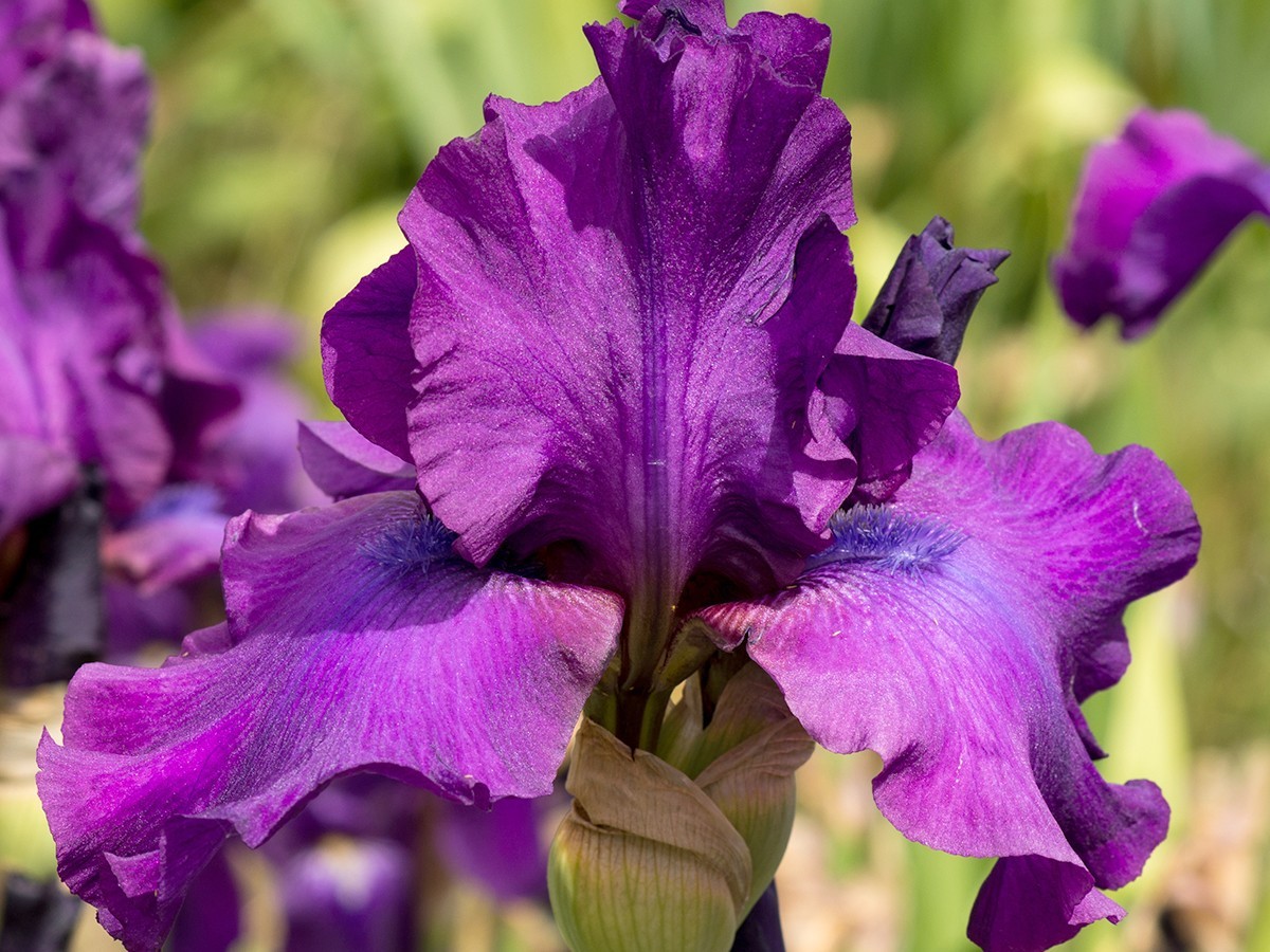 **SWINGTOWN* Tall Bearded Iris. Pre-Order, Fresh Dig, Combined Ship: Jul – Sep