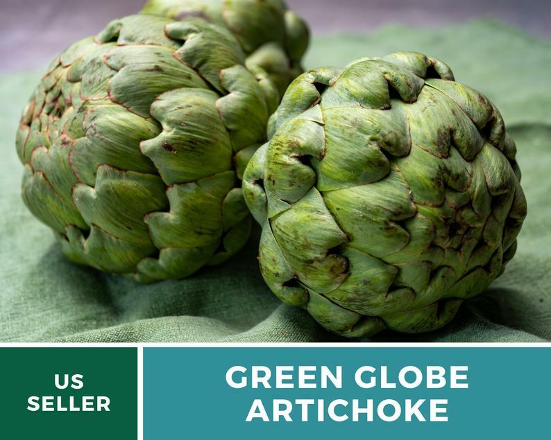 Artichoke, Green Globe – 25 Seeds – Heirloom – Non GMO – (Cynara cardunculus)