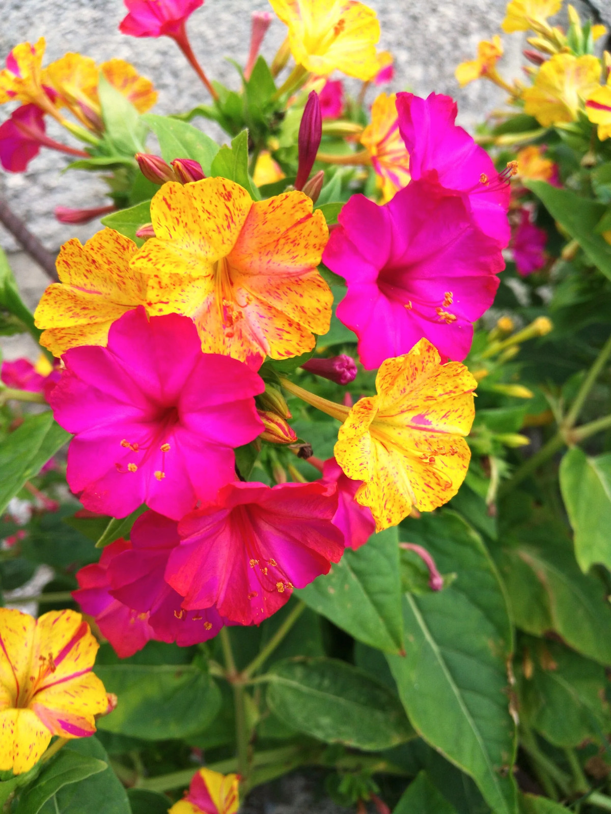 Pink And Yellow Four O’ Clock Seeds | Mirabilis Jalap Marvel of Peru Seed 2025