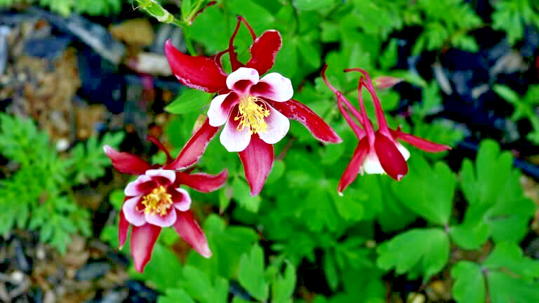 200 MCKANA GIANTS COLUMBINE SEED MIX | 2026 SALES FREE SHIPPING NON GMO