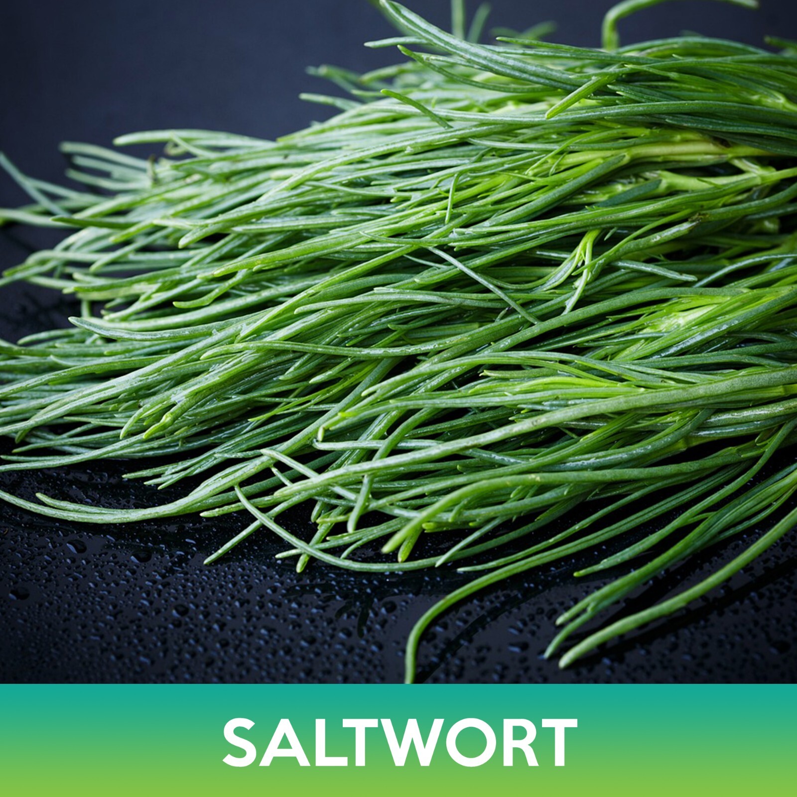 Saltwort Seeds, Land Seaweed, Salsola komarovii