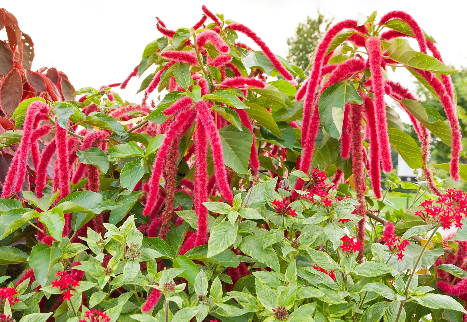 500 LOVE LIES BLEEDING Amaranthus Caudatus ( Kiss Me Over The Garden Gate ) Seed
