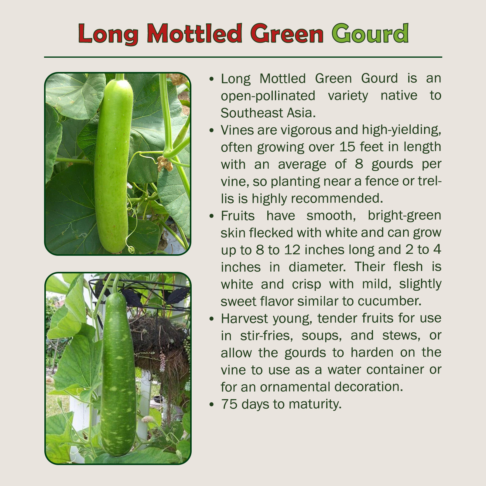 10 Long Mottled Green Gourd Seeds, Heirloom, Non-GMO, Genuine USA