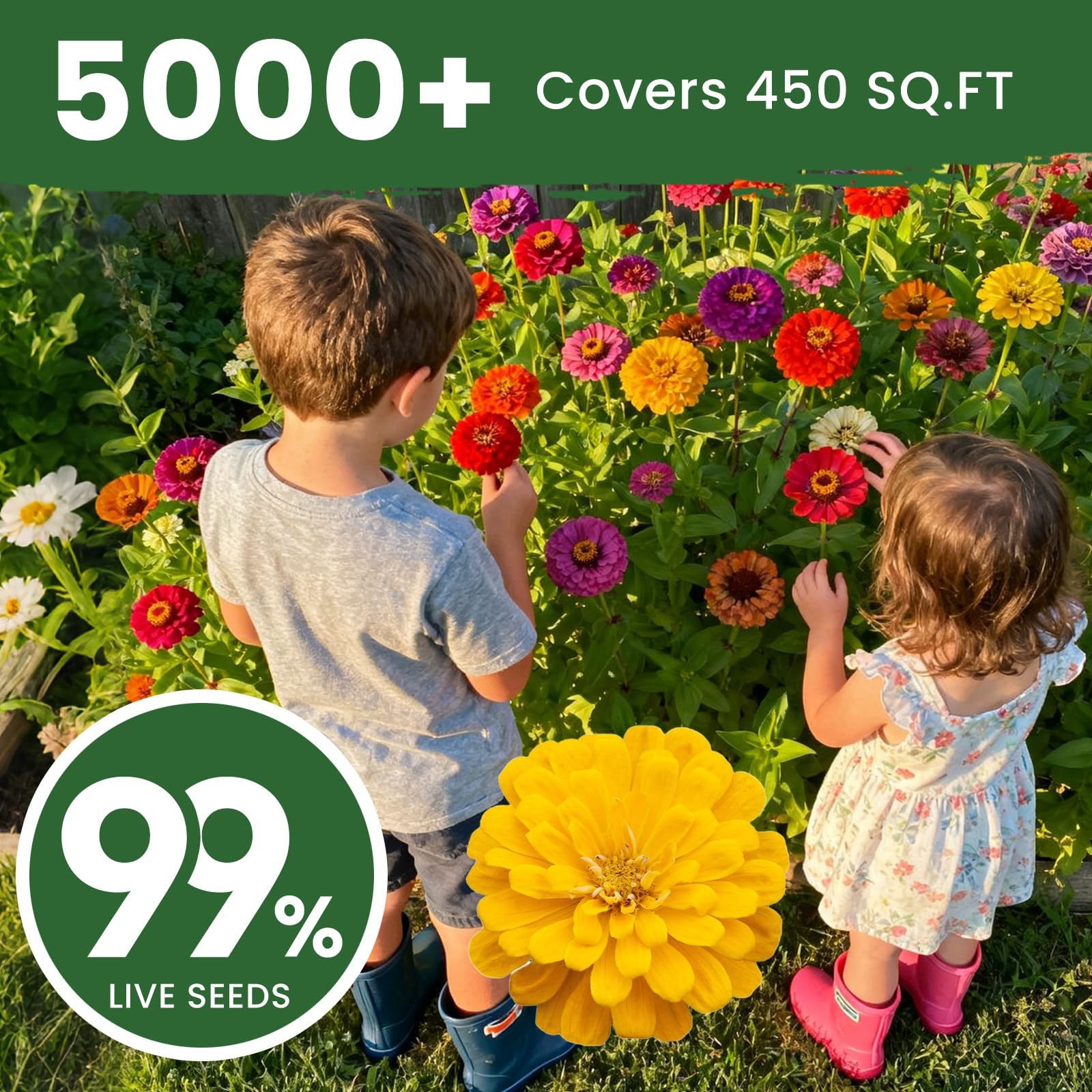 PLANTMEW 5000+ Zinnia Dahlia Seeds Flower for 1.5 Ounce Pouch, Colorful