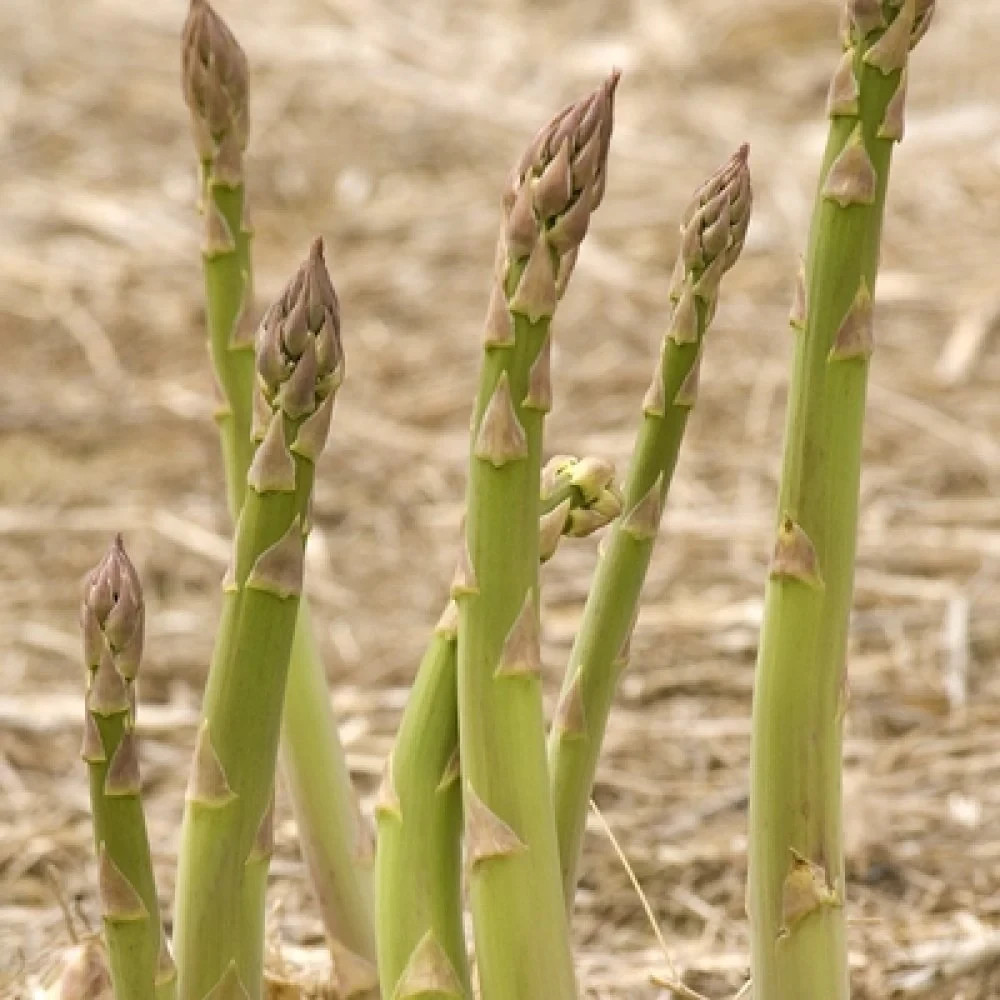 6 Asparagus Crowns “Millennium” (Pack of 6 Bare Root Plants) Zones 3-8