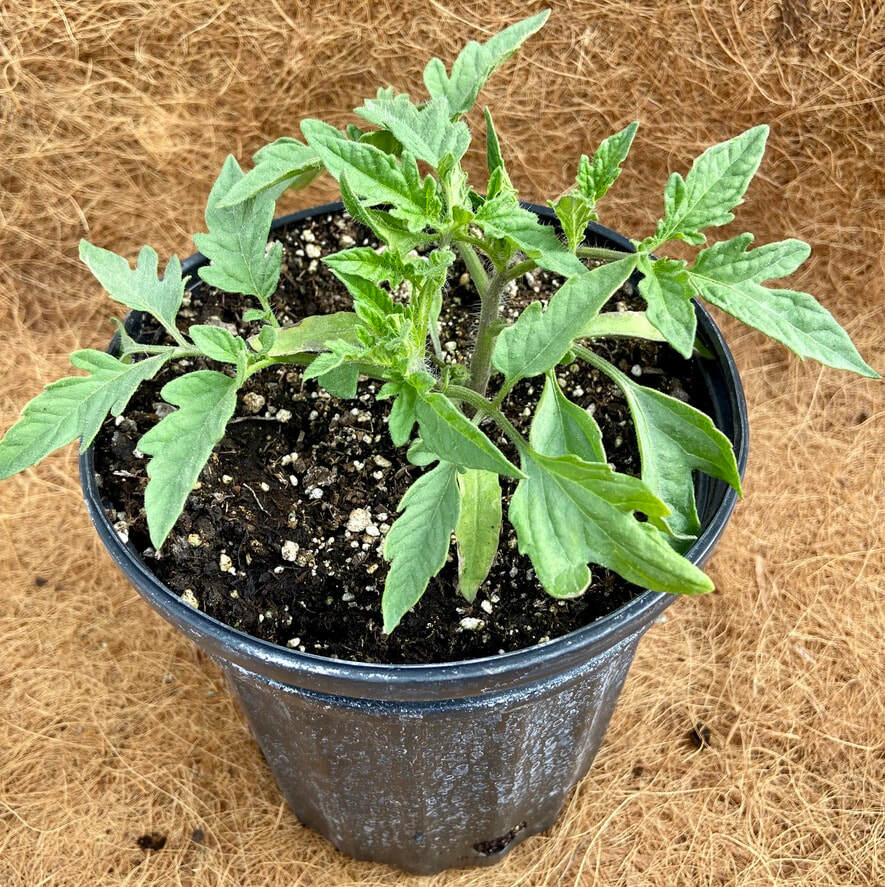 50+Bradley BUSH TOMATO Seeds Organic Compact 36″Tall Vegetable Garden Container