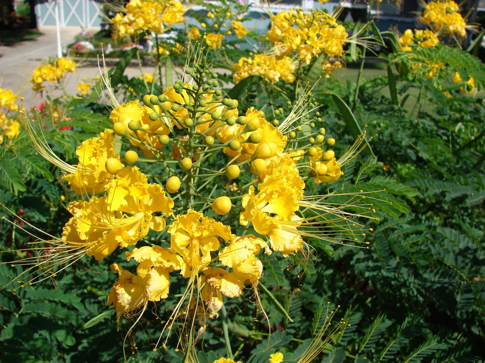 Caesalpinia Pulcherrima Yellow 7 Seeds, Mexican Bird Of Paradise Sm Shrub Tree