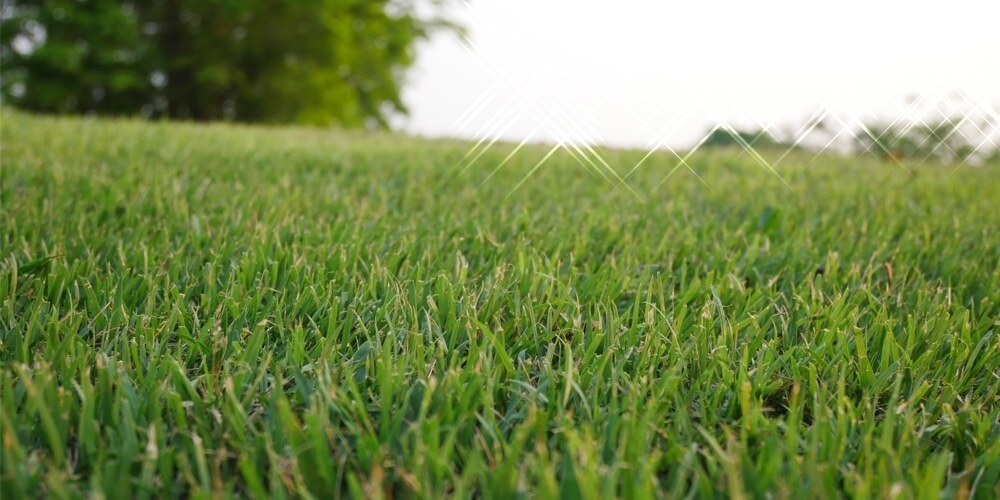 Yukon Turf Type Bermuda Grass Seed