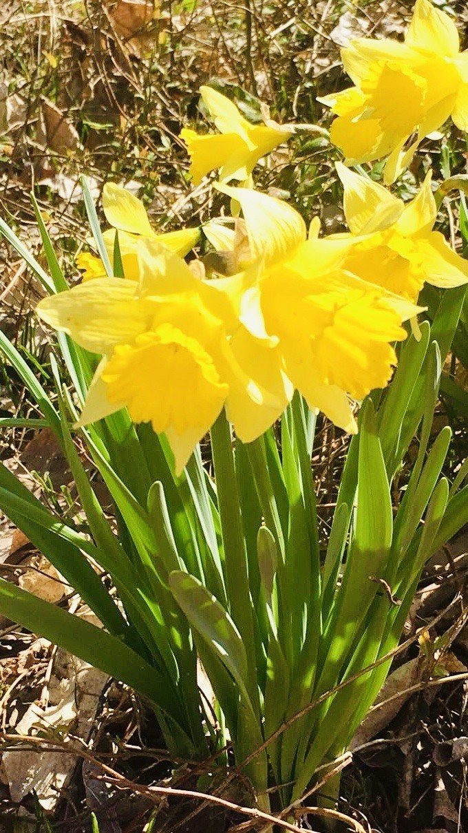 50 Yellow Daffodil Bulbs – Trumpet, Wild, Heirloom, Bulbs Easter LILY BUTTERCUP