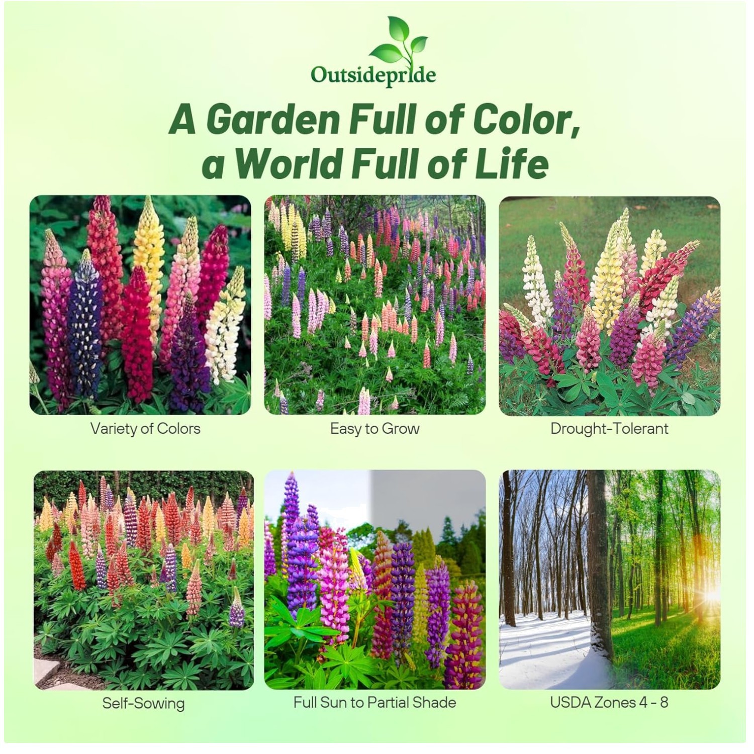 Attract Pollinators: Russell Lupine Seeds Mix – 1 Lb.